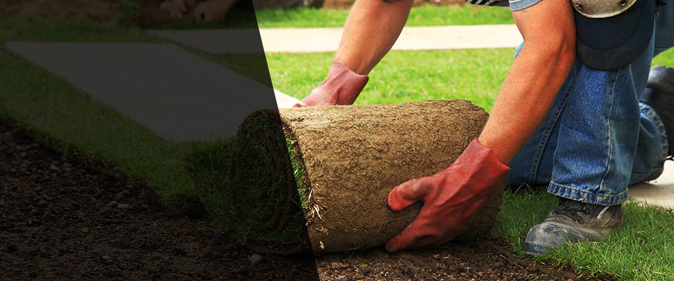 Beverly Hills Landscapers